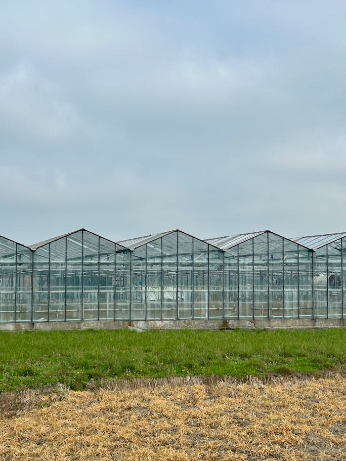 Home Large glass greenhouses in a tranquil rural area under a cloudy sky.