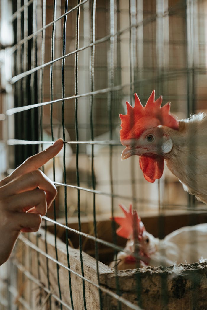 Home Close-up of a chicken in a coop with a hand reaching towards it.